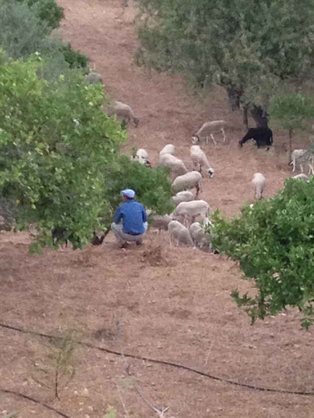 Landleben Spanien © D.Schönfeld 2015