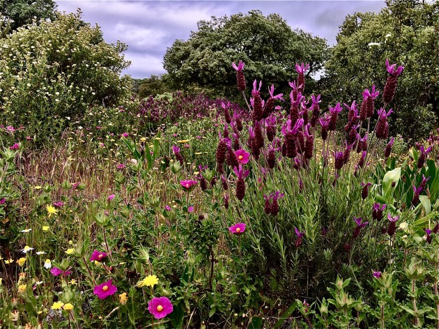 Lavendellandschaft © by D.S. Felix 2019