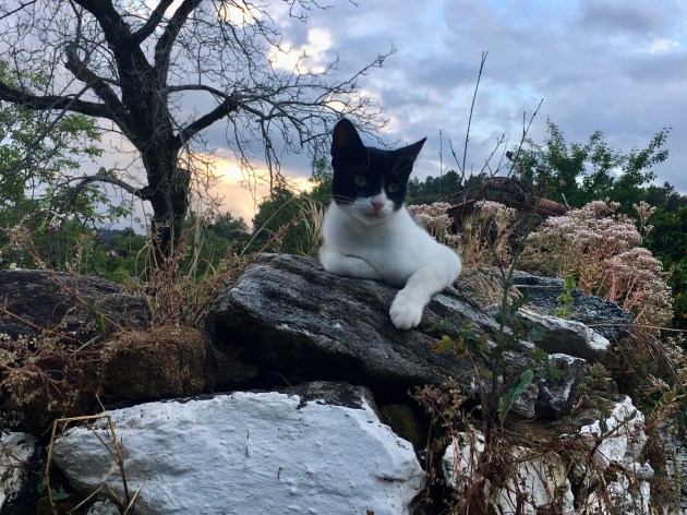 Zorro, a wonderful cat, Linares de la Sierra