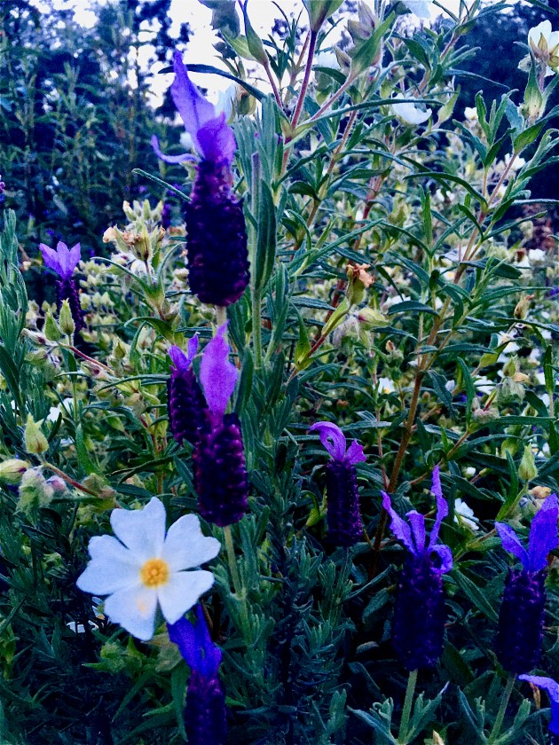 Lavendel, tolle Farben by D.Schönfeld  © 2025